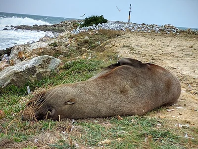 Aramoana - Photo 5