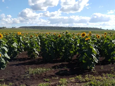 Cambooya - Photo 2