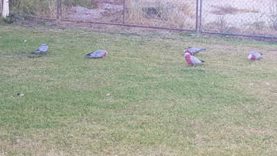 Quindalup - Photo 4