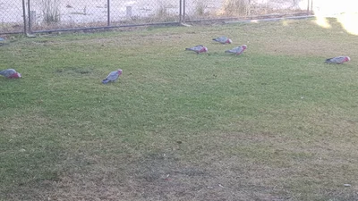 Quindalup - Photo 5