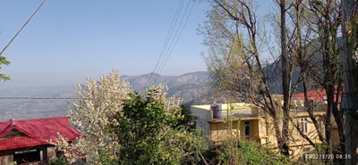 Shoghi - Photo 5