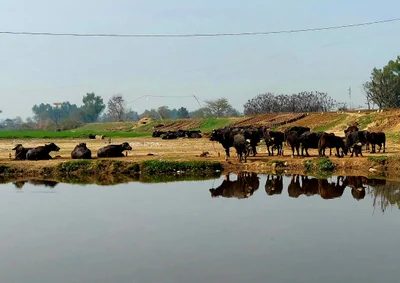 Narowal - Photo 3