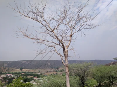 Mangar - Photo 3