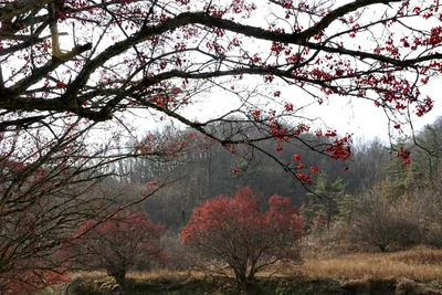 Uiseong-gun - Photo 5
