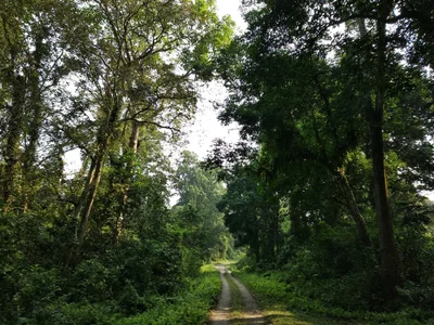 Gorumara National Park - Photo 3