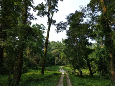 Gorumara National Park - Photo 5