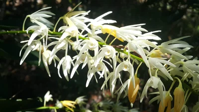 Atherton - Photo 2