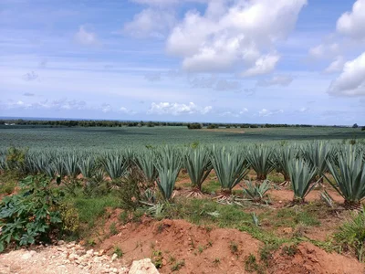 Vipingo - Photo 3