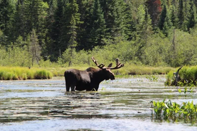 Algonquin Provincial Park - Photo 2