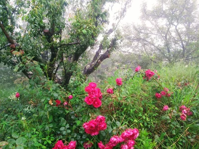 Ramgarh - Photo 4