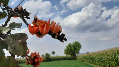 Kannad - Photo 3