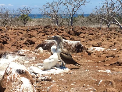 Seymour Island - Photo 4