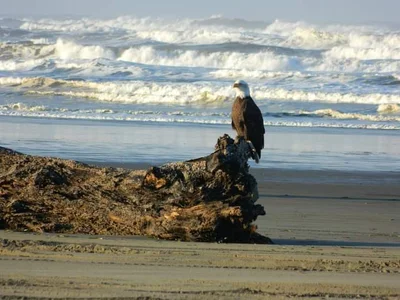 Ocean Shores - Photo 5