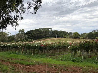 Bolwarra - Photo 2