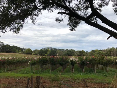 Bolwarra - Photo 3