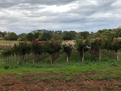 Bolwarra - Photo 4