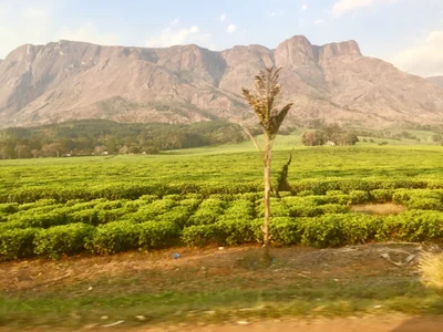 Mulanje - Photo 4
