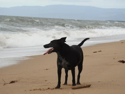 Forrest Beach - Photo 2