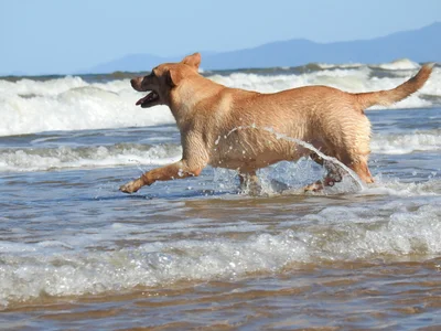 Forrest Beach - Photo 4