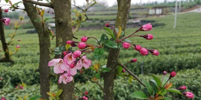 Shengzhou - Photo 2
