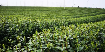 Shengzhou - Photo 5
