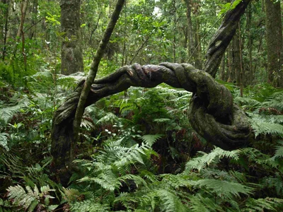 Bunya Mountains - Photo 4
