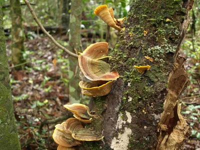 Bunya Mountains - Photo 5