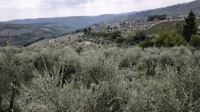 Radda in Chianti - Photo 4