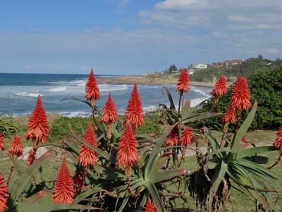Port Shepstone - Photo 3