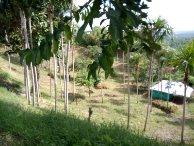 Galapa - Photo 3