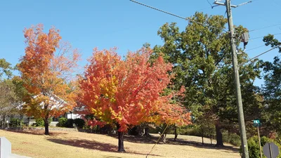 Pell City - Photo 2