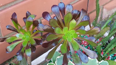 Parobé - Photo 3