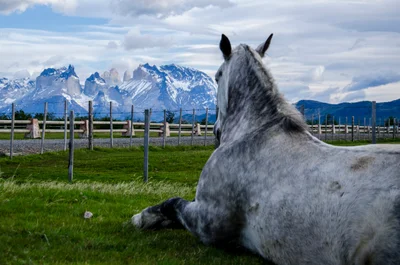 Torres del Paine - Photo 2