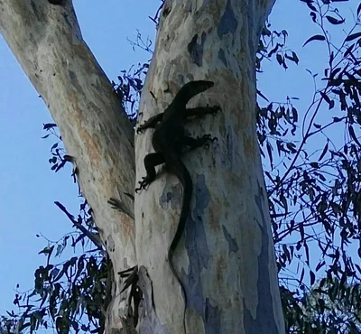 Moulamein - Photo 3