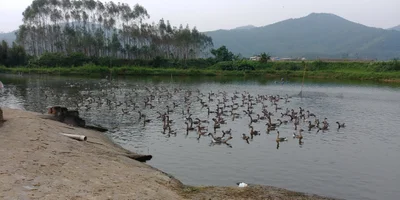 Gaoyao District - Photo 4