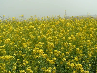 Gangu County - Photo 4