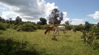 Simdega - Photo 4