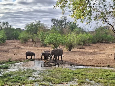 Northern Tuli Game Reserve - Photo 3