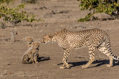 Northern Tuli Game Reserve - Photo 4