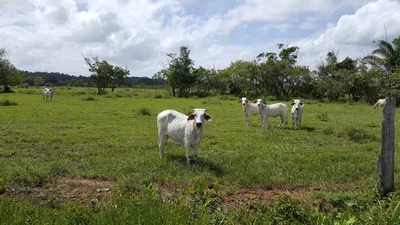 Sinnamary - Photo 5