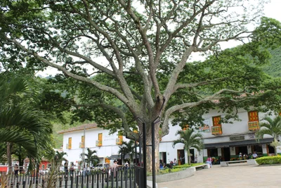 Salgar - Photo 4
