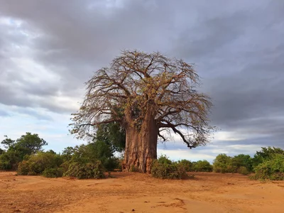 Lower Zambezi National Park - Photo 3