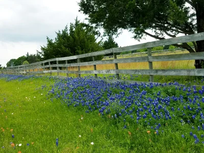 Chappell Hill - Photo 5