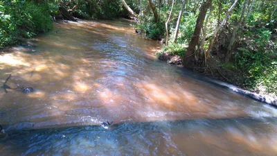 Capiibary - Photo 3