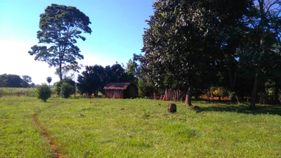 Capiibary - Photo 4