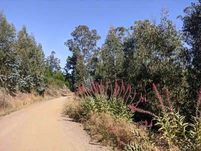 San Pedro de la Paz - Photo 2