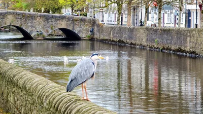 Westport - Photo 3