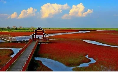 Panjin City - Photo 4