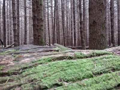 Cobark - Photo 2