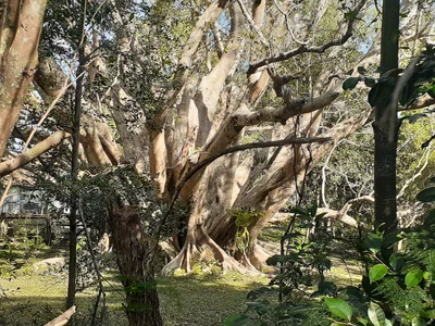 Morayfield - Photo 3